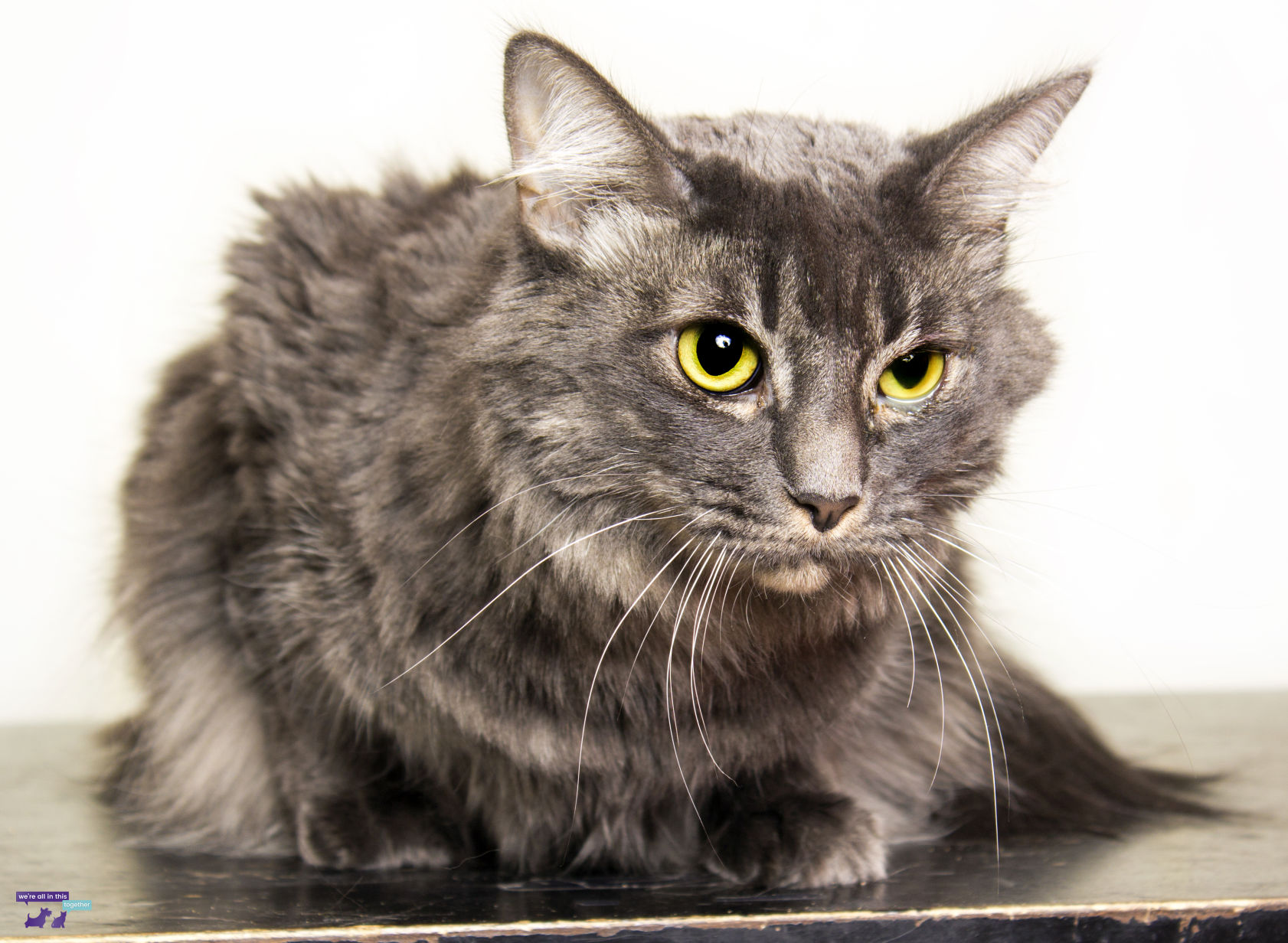 Adopt A Friend: Rosie